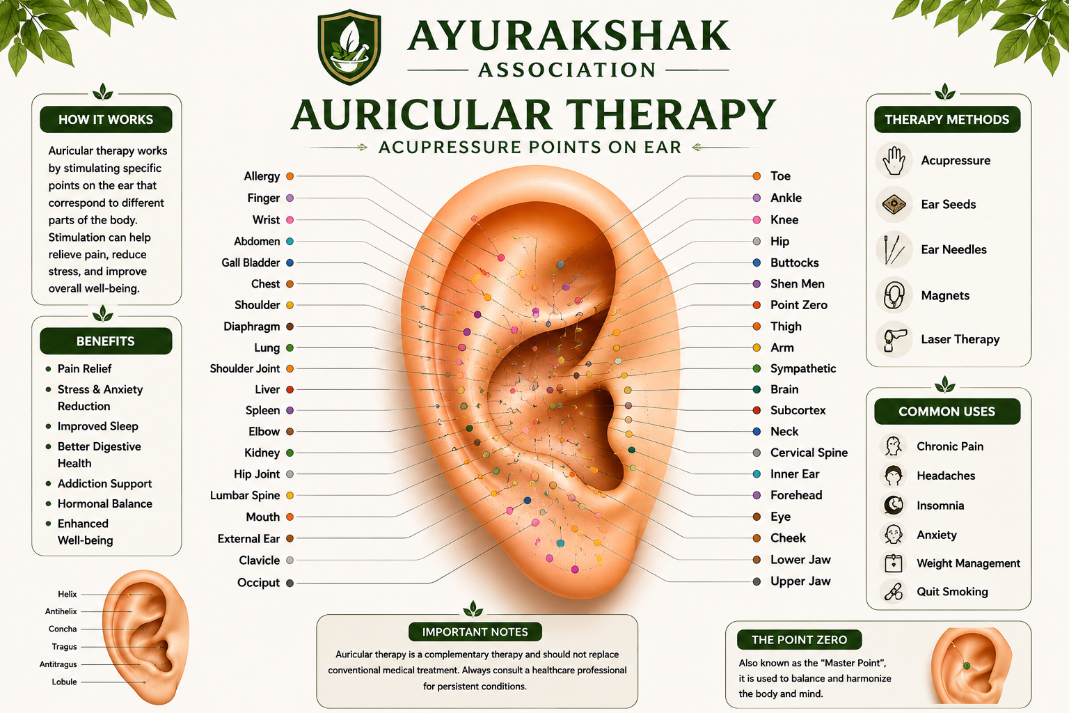Auricular therapy acupressure points on the ear